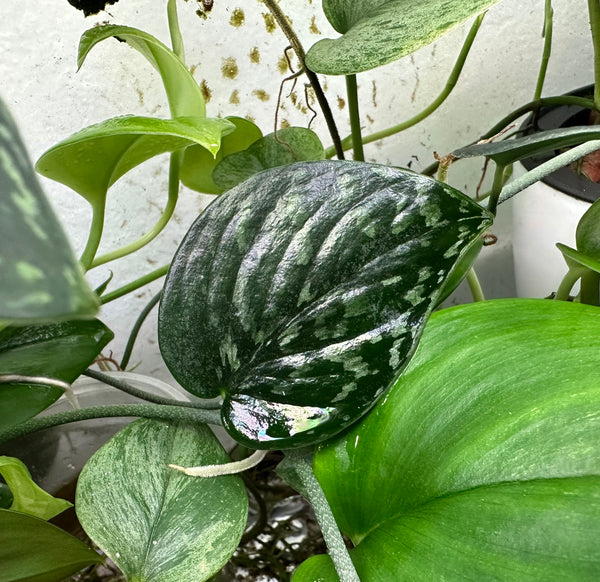 dark form pothos Scindapsus Sp. Hassk Snake Scale ((Dark Form) – V-Aquatics
