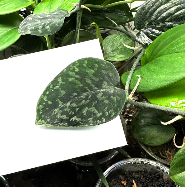 dark form pothos Scindapsus Sp. Hassk Snake Scale ((Dark Form) – V-Aquatics