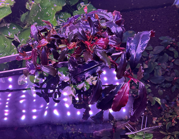 Bucephalandra Sp. Brownie Ghost 2011 Clump #0915 (As Picture)