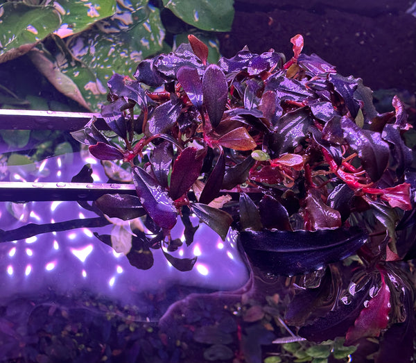 Bucephalandra Sp. Brownie Ghost 2011 Clump #0915 (As Picture)