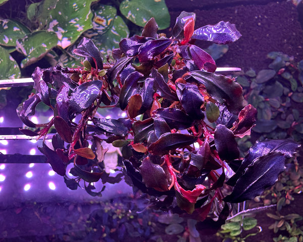 Bucephalandra Sp. Brownie Ghost 2011 Clump #0915 (As Picture)
