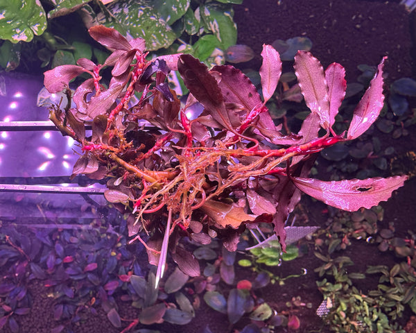 Bucephalandra Sp. Brownie Ghost 2011 Clump #0915 (As Picture)