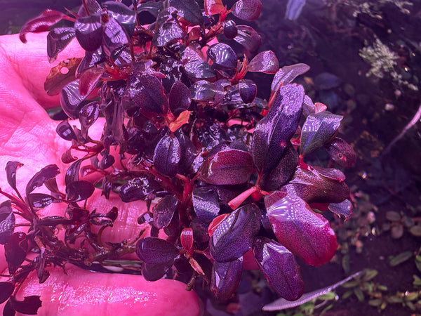 Brownie Ghost 2011 Clump (As Picture)081826