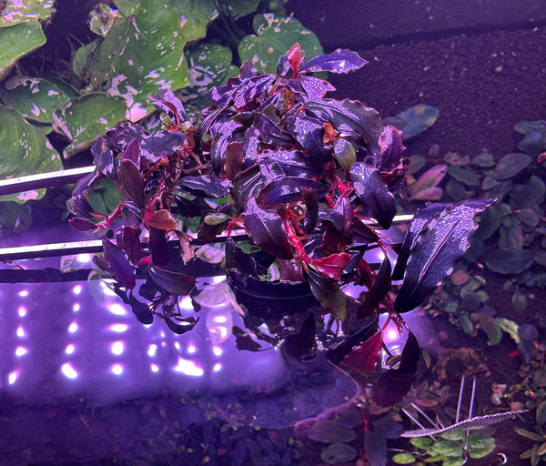 Bucephalandra Sp. Brownie Ghost 2011 Clump #0915 (As Picture)