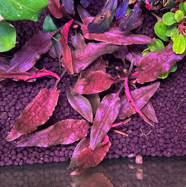 Cryptocoryne Sp. Hobbit