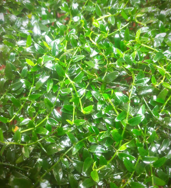 Raphidophora Sp. Beccarii ((Clump))