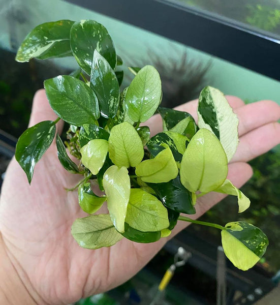 Anubias Sp. Panda (5leaf plant)