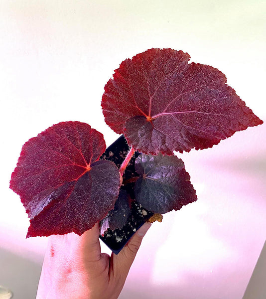 Begonia Sp. U485 - Leaf Cutting