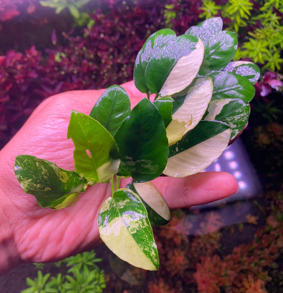 Anubias Sp. Panda (5leaf plant)