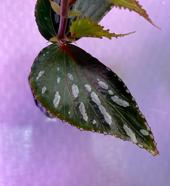Begonia Sp. Jalau
