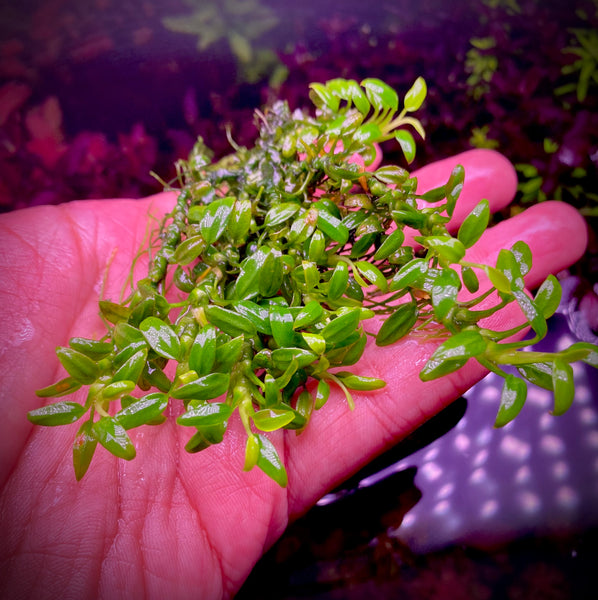 Anubias Sp. Chili